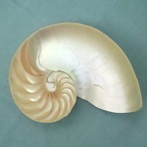 Half nautilus shell